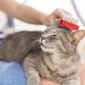 猫の『毛並みが悪くなる』5つの原因　良くする方法や正しいケアの方法…