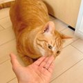 飼い主さんが『愛猫に助けられたな…』と思う5つの瞬間　これだから猫…