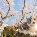 春に増加する『猫の健康トラブル』3選　主な原因から体調管理のコツまで