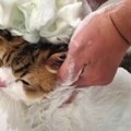 スコティッシュフォールドの猫ちゃんが超イケメンに！プロのグルーマ…