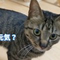 パパさんの前では良い子な猫ちゃん