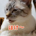 自分の匂いにフレーメン！猫ちゃんの表情に注目