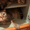 友人からもらった収納棚→何入れるか迷っていたら…猫4匹の『可愛すぎる光景…