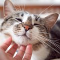 猫が飼い主に撫でてほしいときにする仕草や行動３つ