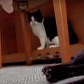 いつもなら来てくれるけど…呼んでもなかなか来てくれない猫さん