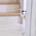 猫は『名前を理解してる？』4匹で検証したら…まさかの結果に"凄…