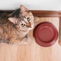 猫が『お腹を空かせているとき』に見せる仕草5つ