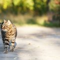 猫の行動範囲にかかわる要素とお出かけの理由