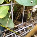 『昨日から子猫が鳴いている』と彼氏から連絡→すぐに助けに向かった結…