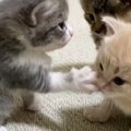 「いくらでも受けたい」「可愛さの破壊力が抜群ｗ」生後3週間の子猫が『パ…