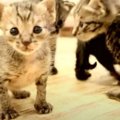 ノミだらけで保護した子猫ちゃんたちの成長記録