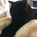 柴犬の上に乗った黒猫→そのまま眠ってしまった結果…あまりにも『微笑まし…