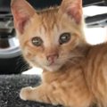 台風が近づいていた日、『やせて汚れていた子猫』と出会った結果…心温まる…