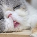 キャットタワーですやすやと眠る猫ちゃん…なんとも言えない『寝顔』がかわ…