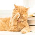 猫が本気で嫌がる『大嫌いなもの』5選　避けてあげるべき理由や不快に感じ…