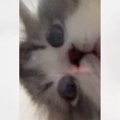 「幸せをありがとう」透明フードボウルの下にカメラを仕掛けて『猫を撮っ…