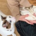 ママが赤ちゃんを初めて連れて帰ったら…2匹の猫が見せた『尊すぎる反応』…