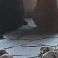 玄関を見ると、2匹の猫が『息子の帰り』を待っていて…キュンとくる『…