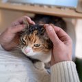 猫の『耳のケア』サボると起こるトラブル2つ　お手入れが欠かせない理…
