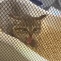 別の子と入れ替わった？…威嚇しまくっていた保護子猫が、1週間後→まさ…