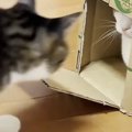 段ボール箱の中に入った猫→他の猫たちも集まってきて…可愛すぎる光景に「…