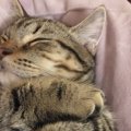 あなたの愛猫の睡眠は大丈夫？６つのチェック項目