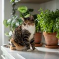猫の命を脅かす『危険なハーブ』3つ　香りだけでも危ない？飼い主が注意す…