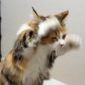立ち上がった猫ちゃん→前足をあげると…かわいすぎる『仕草』が23万再生「…