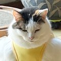 猫に服を着せたら……飼い主さんがツボってしまった『予想外すぎるシル…