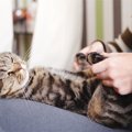 猫とのスキンシップに取り入れたい『ツボマッサージ』の方法4選　効能や心…
