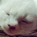 耳だけグレーだった『真っ白な子猫』→少しずつ毛色が変化して…11年後の『…