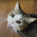 『にゃ〜にゃ〜』が止まらない甘え上手な猫ちゃん♡