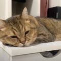 猫がいるところからプープーと音→近づいてみたら…衝撃の『鼻息』に吹…