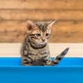 猫の飼い主を悩ませる『おしっこ』のトラブル5つ！隠れた病気が影響し…