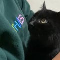 『猫大反対の父』が野良猫を保護した結果…完全に想定外すぎる『まさか…