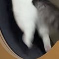 キャットホイールで遊び始めた猫→『全力疾走』し始めて…『驚きの光景』が2…