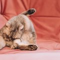 猫の『お尻』にまつわる危険な病気3選　かわいいお尻が怖いことに…チ…