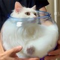 「こんな壺なら絶対買う！」幸運を呼び込むというありがたーい猫壺に…