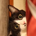 猫がしがちな『いたずら』3選！知っておきたい理由とやめさせ方