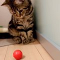 『猫とキャッチボール』してみた結果→スキルの高い返し方に「こういう…