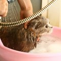 猫のシャンプー　頻度と洗い方、乾かし方や嫌がるときの対処法