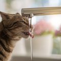 猫はなぜ『蛇口から出るお水』が好きなの？2つのワケ　流水好きの猫を…