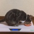 猫ちゃんがダイエット！３ヶ月目に体重測定…果たして結果は？