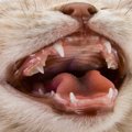 愛猫の『口腔環境』をいい状態にキープする3つの対策　健康なお口はど…