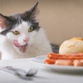 猫の空腹感をごまかす方法５つ