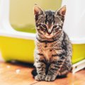 『猫トイレ』でありがちなトラブル3選　それぞれの正しい解決方法とは