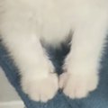家に迎えて『3日目の子猫』→様子を見にいってみたら…何でもしてあげたくな…