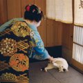 「ねこの京都」は移り変わる京都の四季と猫の写真展！内容やグッズ情報