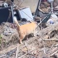 『過酷な環境で8年過ごした野良猫』が保護されて…"心の距離"…