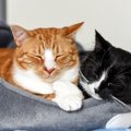 『無理をしない猫の飼い方』とは？毎日のお世話の負担を減らすための…